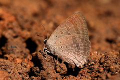 Arhopala atrax