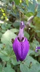 Brillantaisia lamium