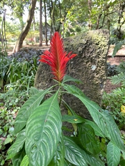 Pachystachys spicata
