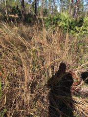 Sorghastrum secundum