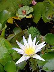 Nymphaea elegans