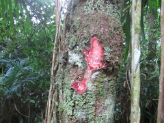 Manilkara subsericea