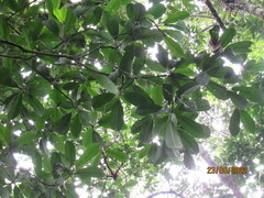Manilkara subsericea