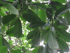 Manilkara subsericea