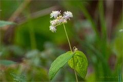 Thalictrum filamentosum