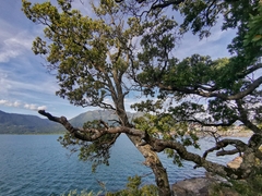 Cryptocarya alba
