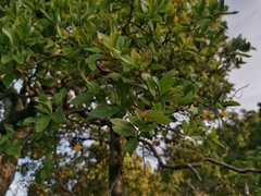 Cryptocarya alba