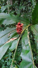 Alpinia sessiliflora