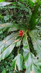 Alpinia sessiliflora