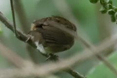 Sporophila nigricollis