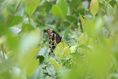 Papilio nireus lyaeus