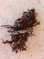 Cladostephus spongiosus