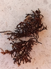 Cladostephus spongiosus