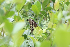 Papilio nireus lyaeus