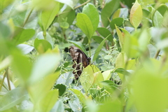 Papilio nireus lyaeus