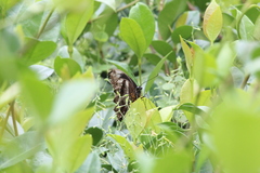 Papilio nireus lyaeus