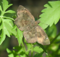 Bolla clytius