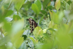 Papilio nireus lyaeus