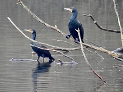 Phalacrocorax carbo
