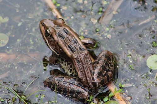 Northern Leopard Frog (Lithobates pipiens), a species recorded in Ohio