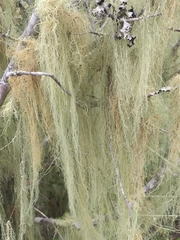 Usnea barbata