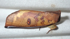 Canodia difformis