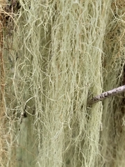 Usnea barbata