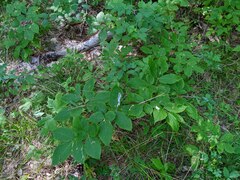 Lonicera canadensis