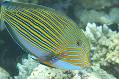 Acanthurus lineatus