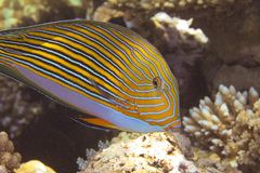 Acanthurus lineatus