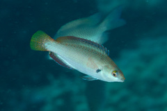 Cirrhilabrus punctatus