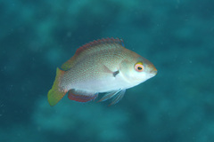 Cirrhilabrus punctatus