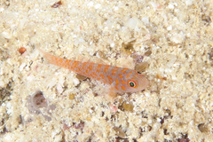Trimma annosum