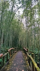 Phyllostachys makinoi