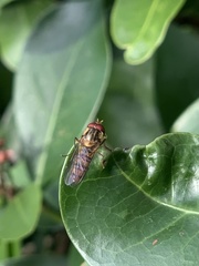 Episyrphus balteatus