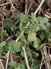 Lamium purpureum