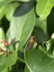 Episyrphus balteatus
