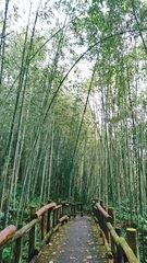 Phyllostachys makinoi