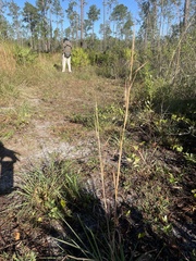Andropogon capillipes