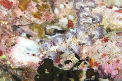 Pteraeolidia semperi