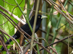 Amblycercus holosericeus