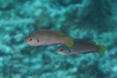 Cirrhilabrus punctatus