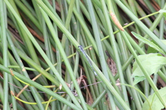 Pseudagrion kersteni