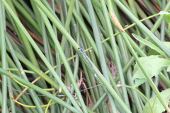 Pseudagrion kersteni