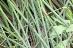 Pseudagrion kersteni
