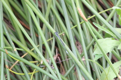 Pseudagrion kersteni