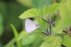 Hypolycaena philippus philippus