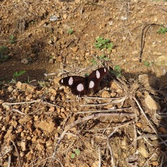 Hypolimnas misippus