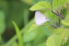 Hypolycaena philippus philippus