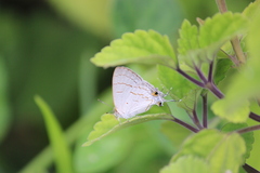 Hypolycaena philippus philippus